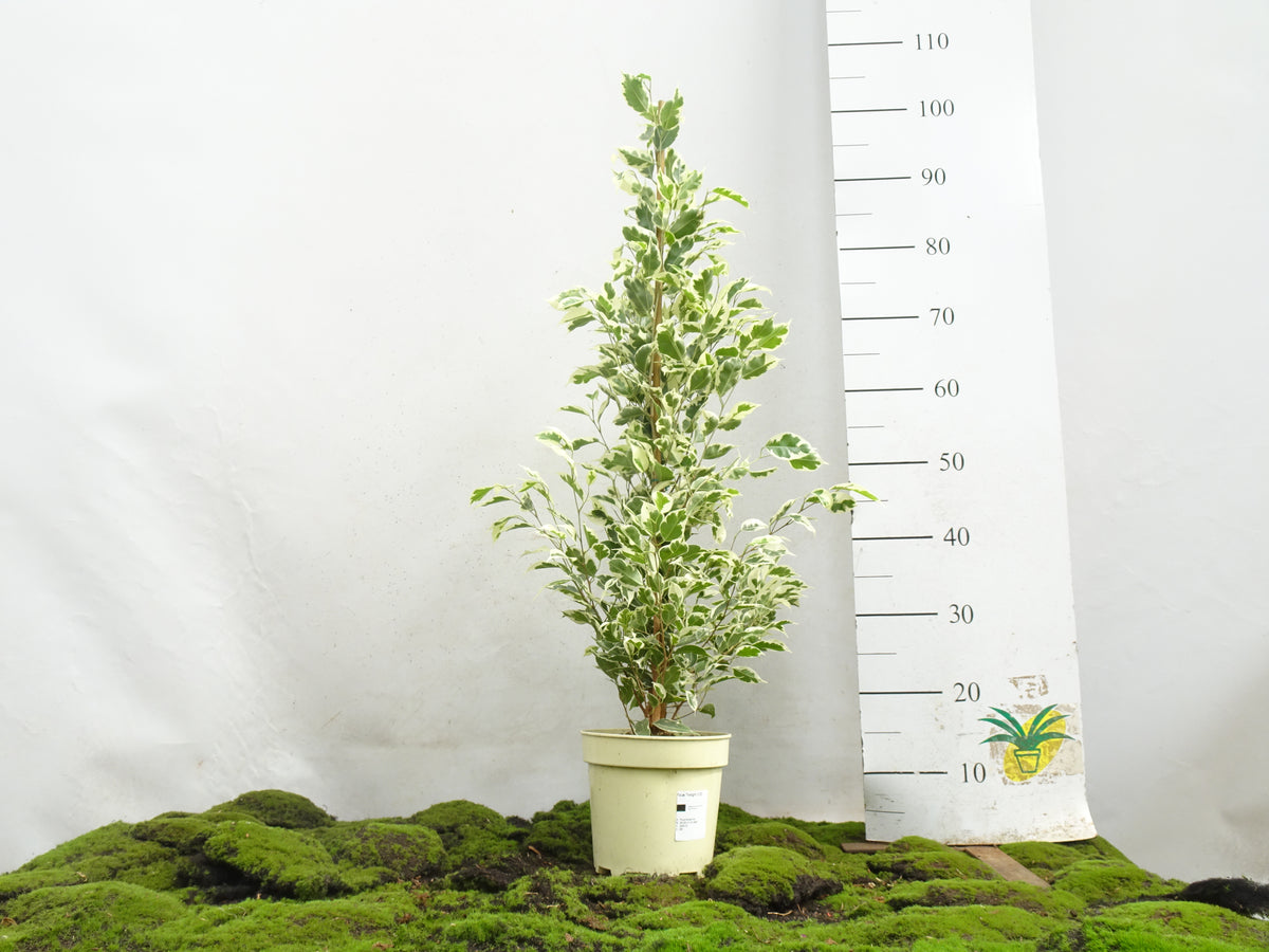 FICUS BENJAMIMA TWILIGHT M-17