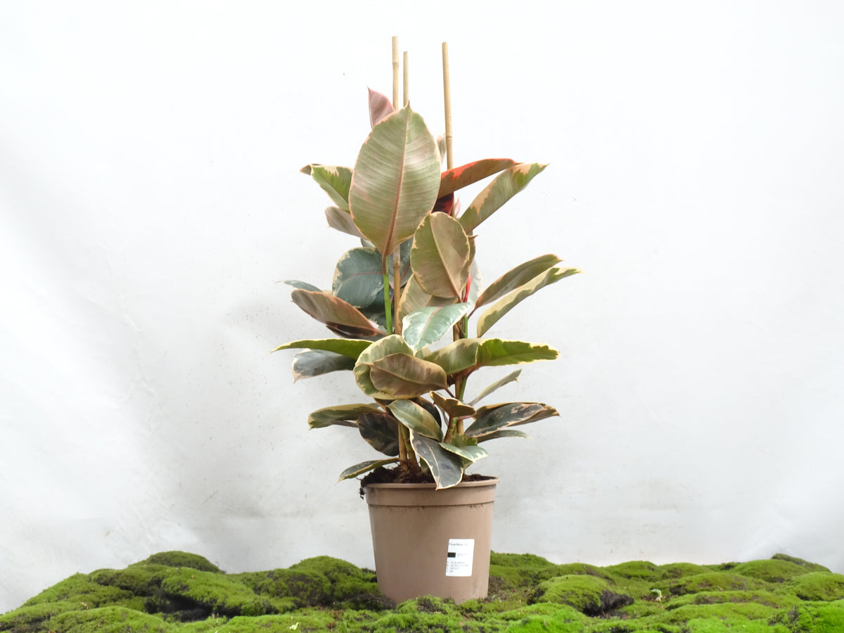 FICUS ELÁSTICA BELIZE M-20