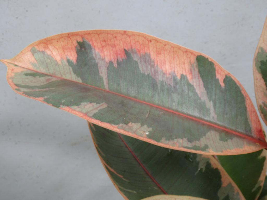 FICUS ELÁSTICA BELIZE M-20
