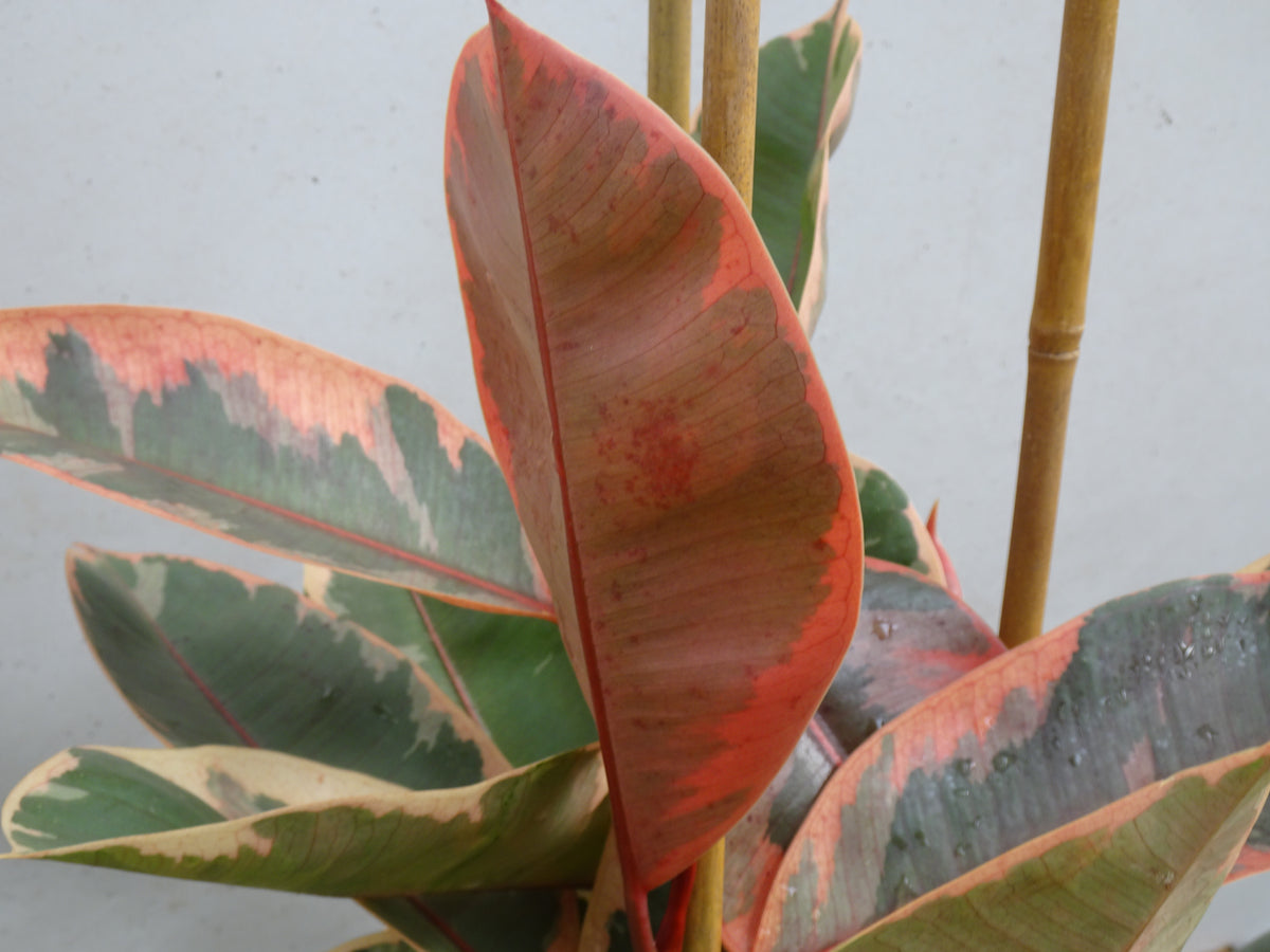 FICUS ELÁSTICA BELIZE M-20