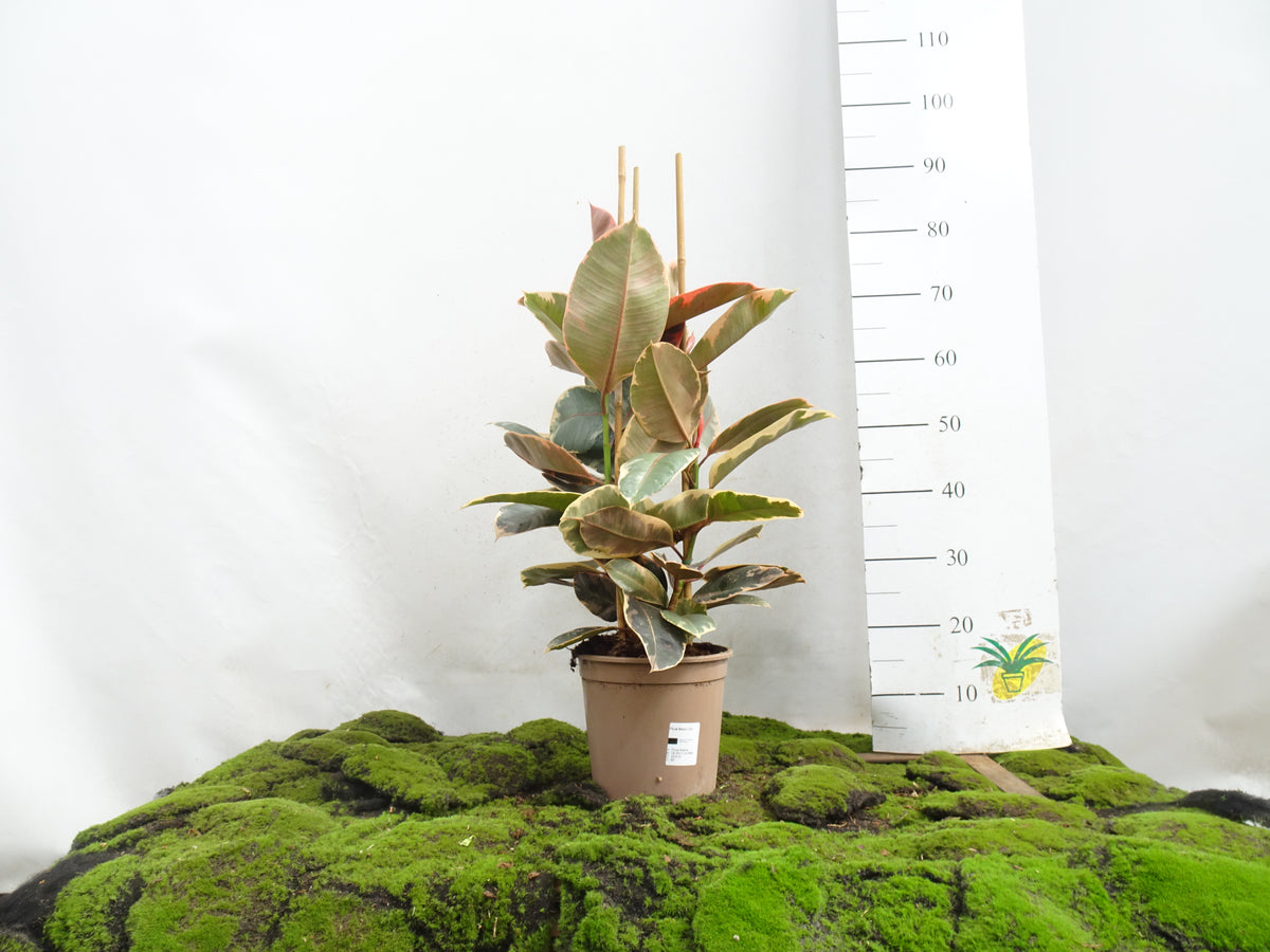 FICUS ELÁSTICA BELIZE M-20