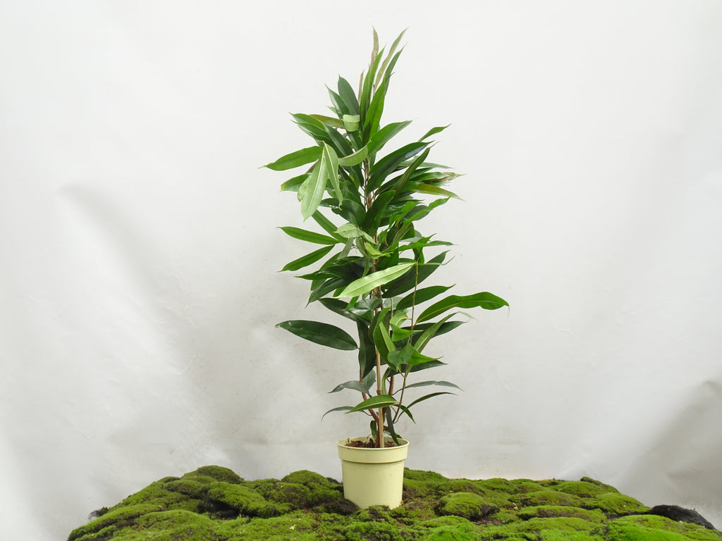 FICUS AMSTEL KING M-17
