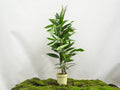 FICUS AMSTEL KING M-17