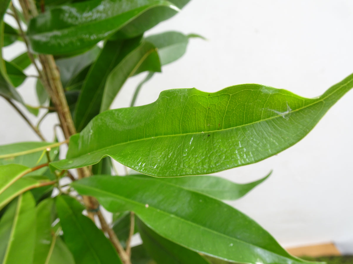 FICUS AMSTEL KING M-17