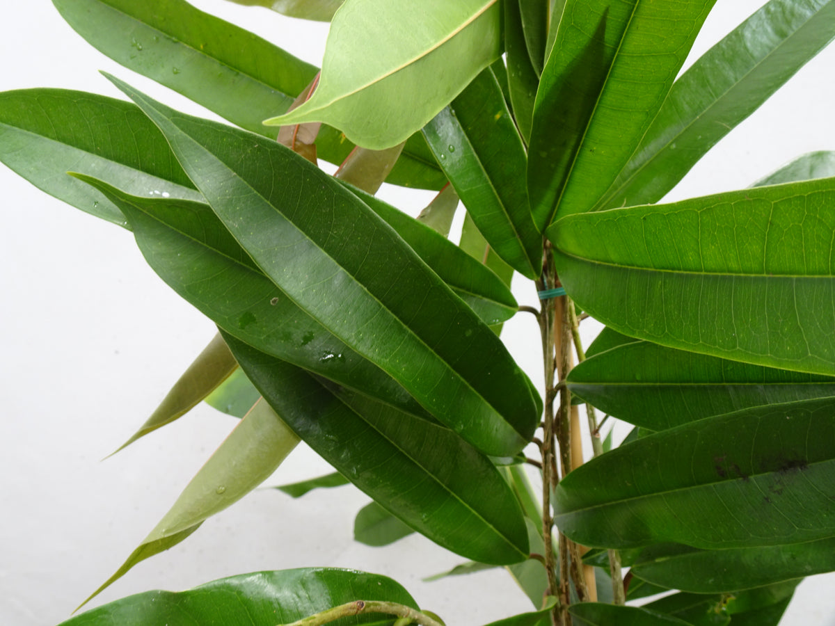 FICUS AMSTEL KING M-17