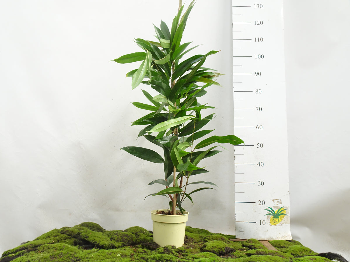 FICUS AMSTEL KING M-17