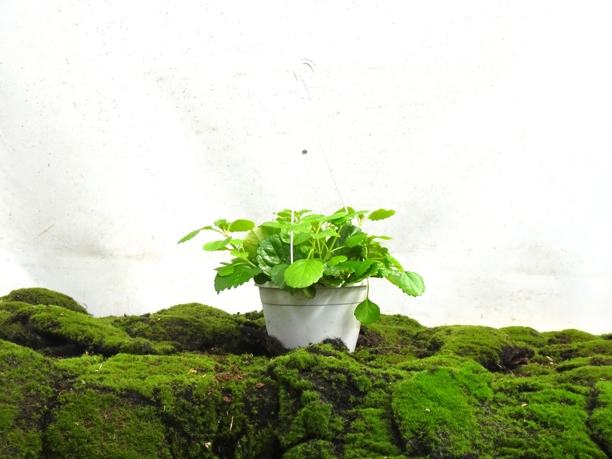 PLECTRANTHUS M-15