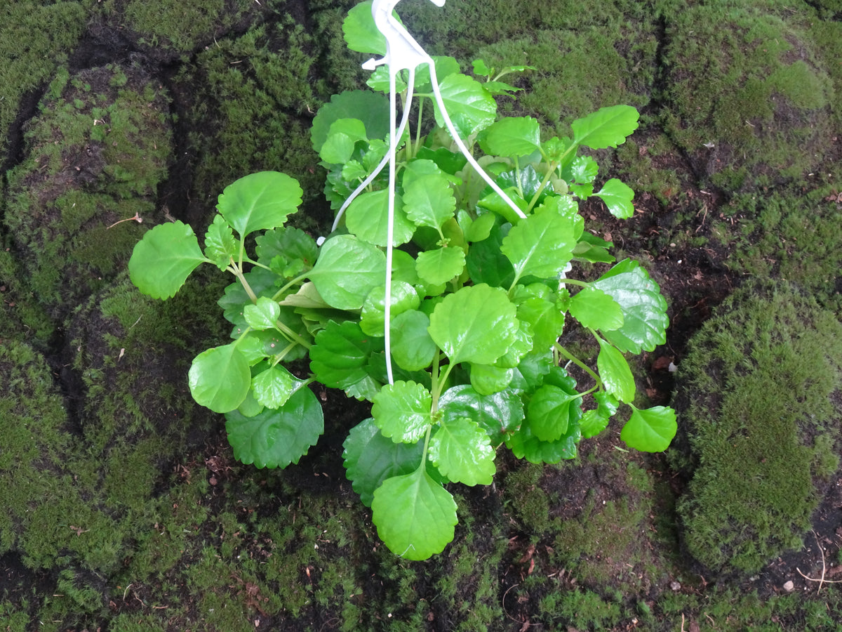 PLECTRANTHUS M-15