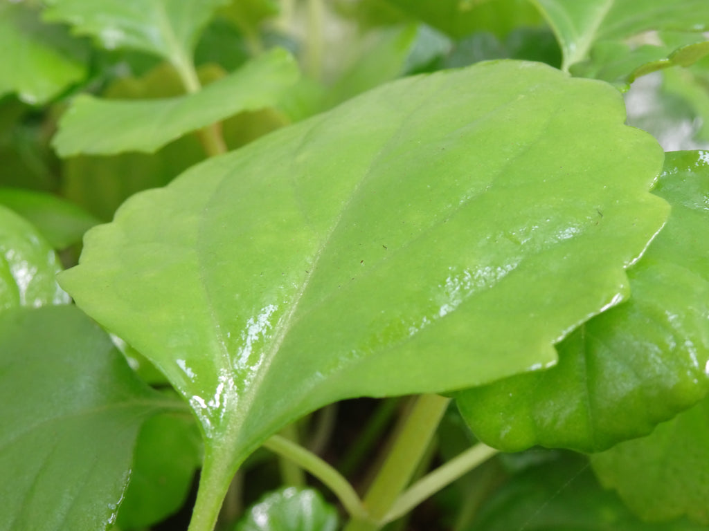 PLECTRANTHUS M-15