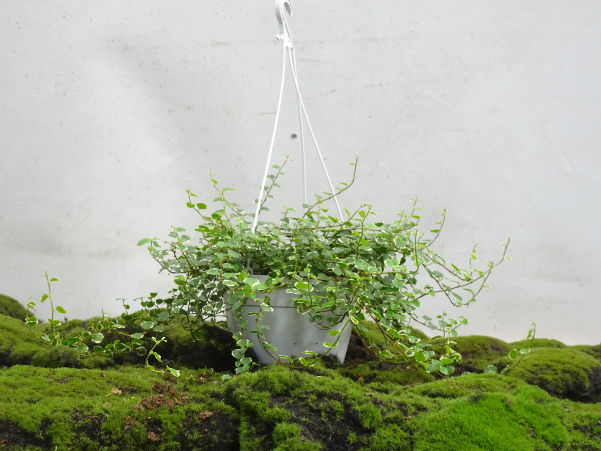 FICUS PUMILA BELLE WHITE M-15