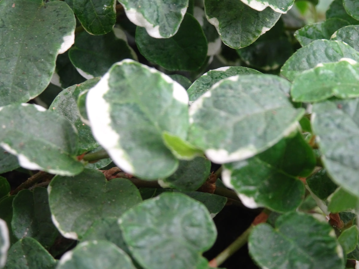 FICUS PUMILA BELLE WHITE M-15