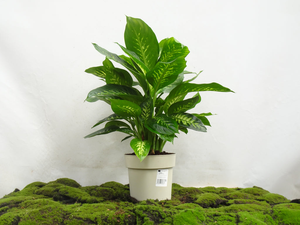 DIEFENBACHIA TROPIC M-22