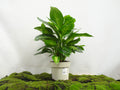DIEFENBACHIA TROPIC M-22