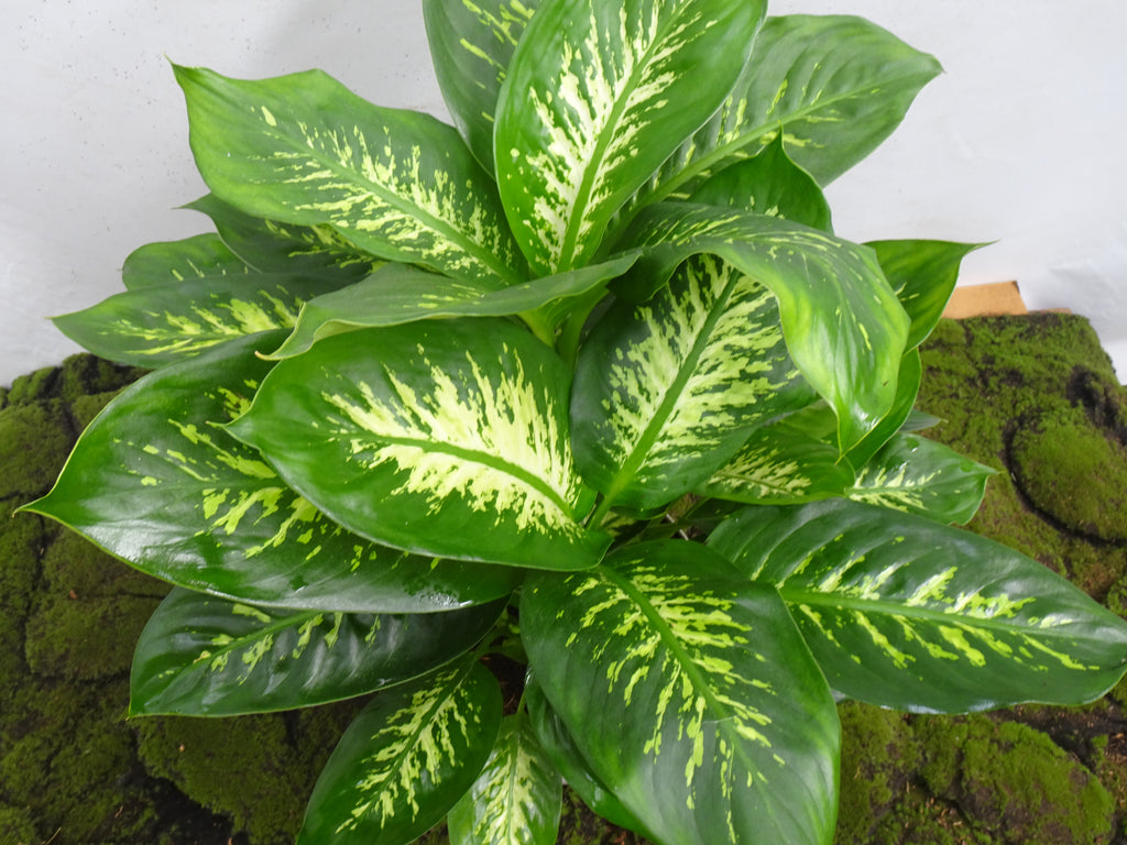 DIEFENBACHIA TROPIC M-22