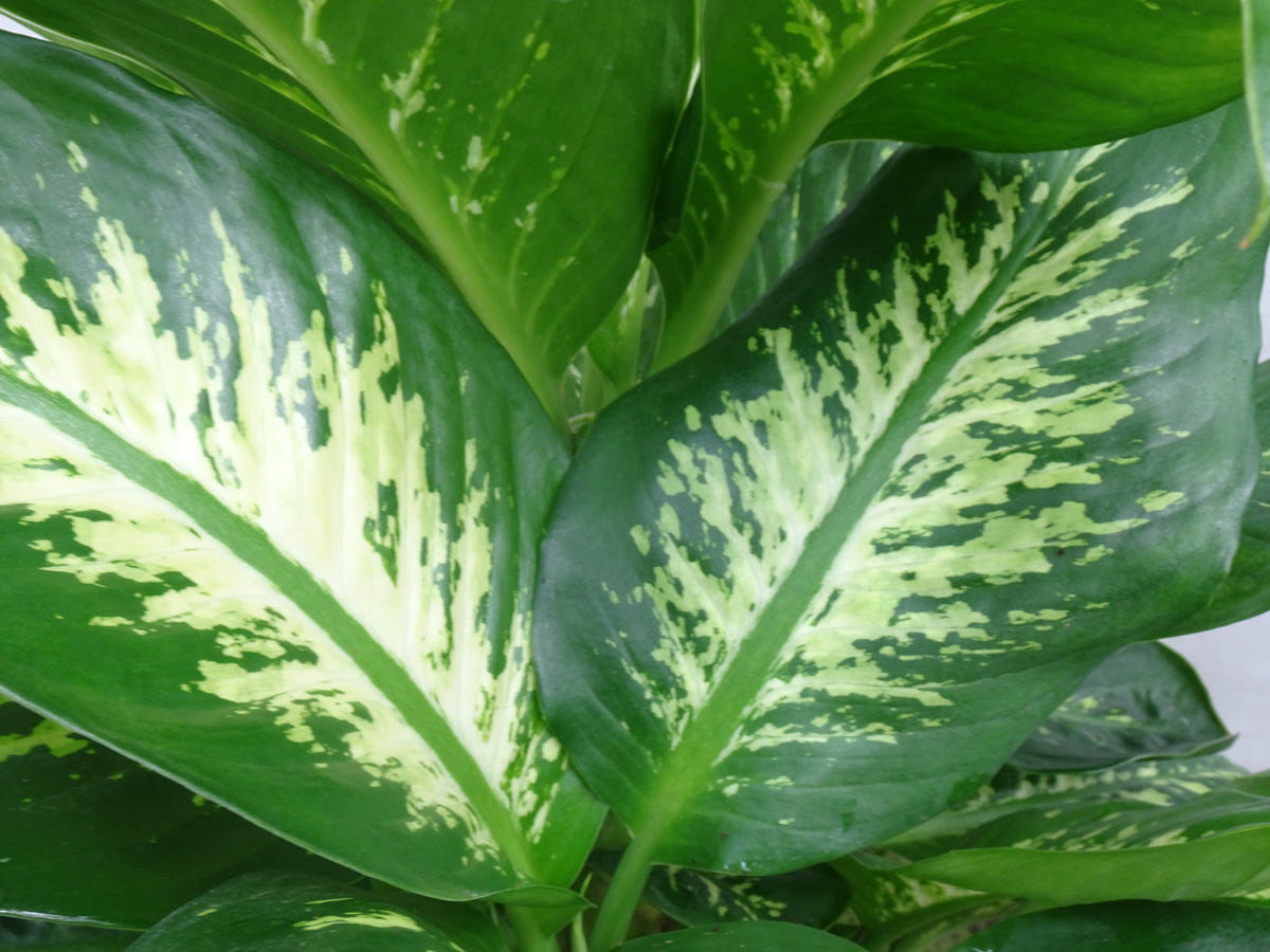 DIEFENBACHIA TROPIC M-22