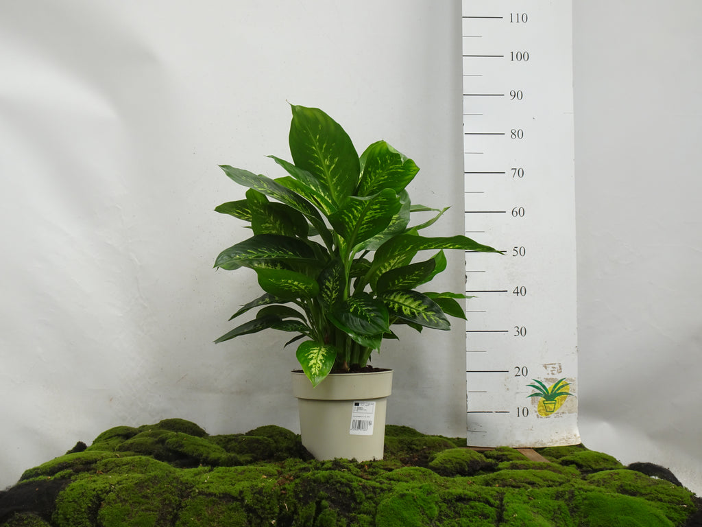 DIEFENBACHIA TROPIC M-22