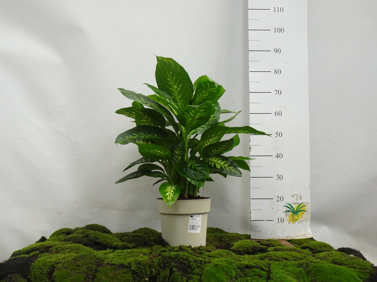 DIEFENBACHIA TROPIC M-22
