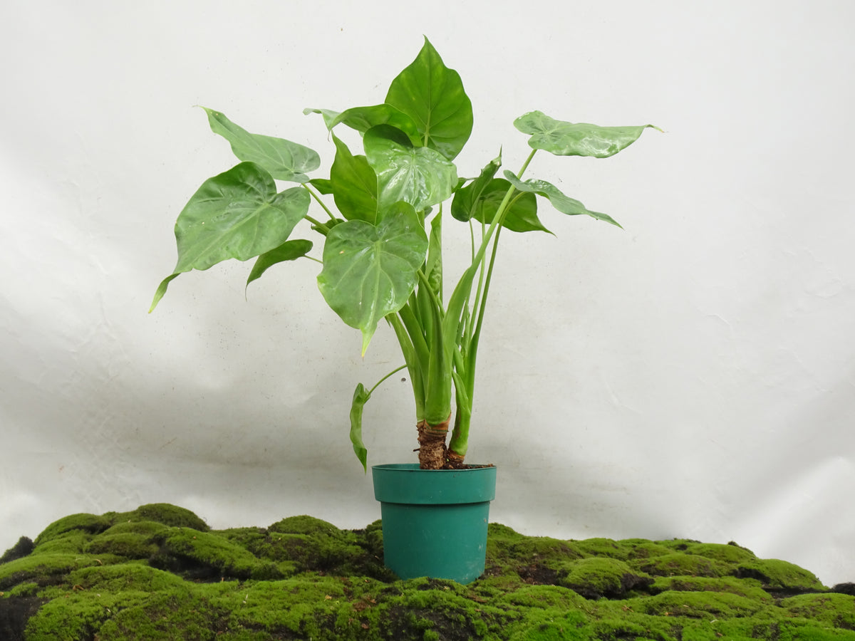 ALOCASIA CUCULLATA M-20