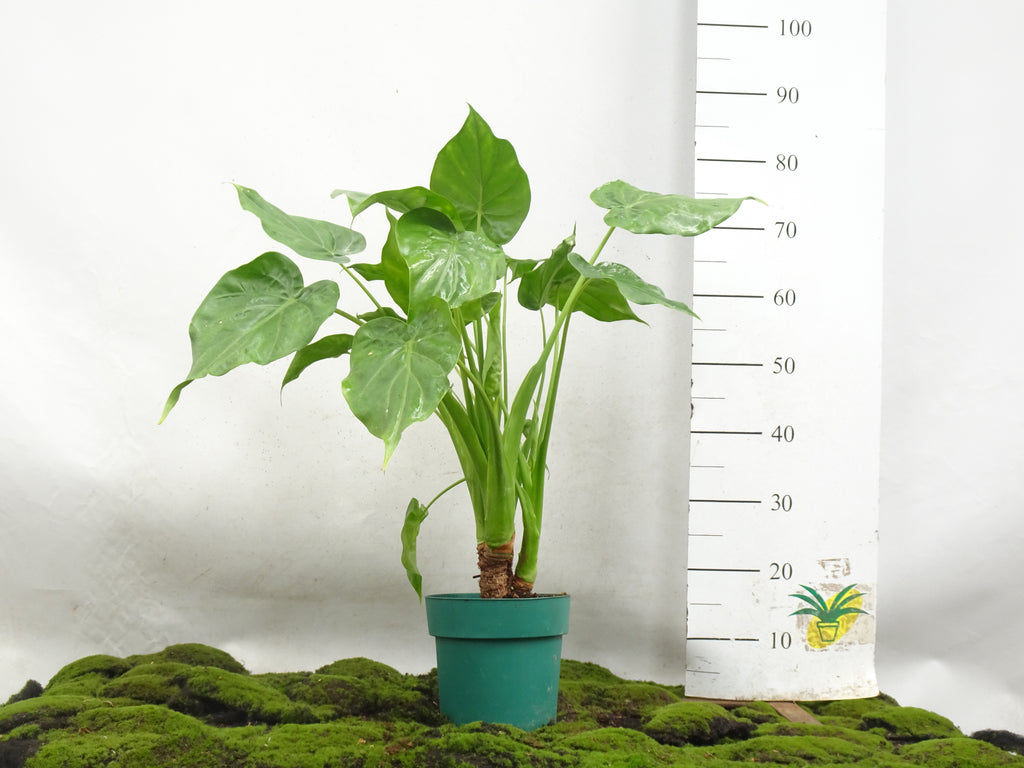 ALOCASIA CUCULLATA M-20
