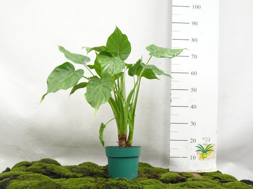 ALOCASIA CUCULLATA M-20