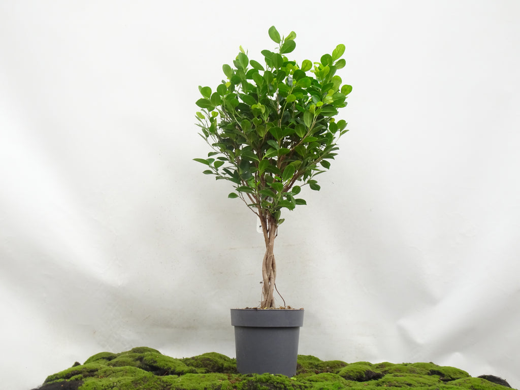 FICUS MOCLAMEN TRENZA M-24