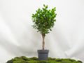 FICUS MOCLAMEN TRENZA M-24