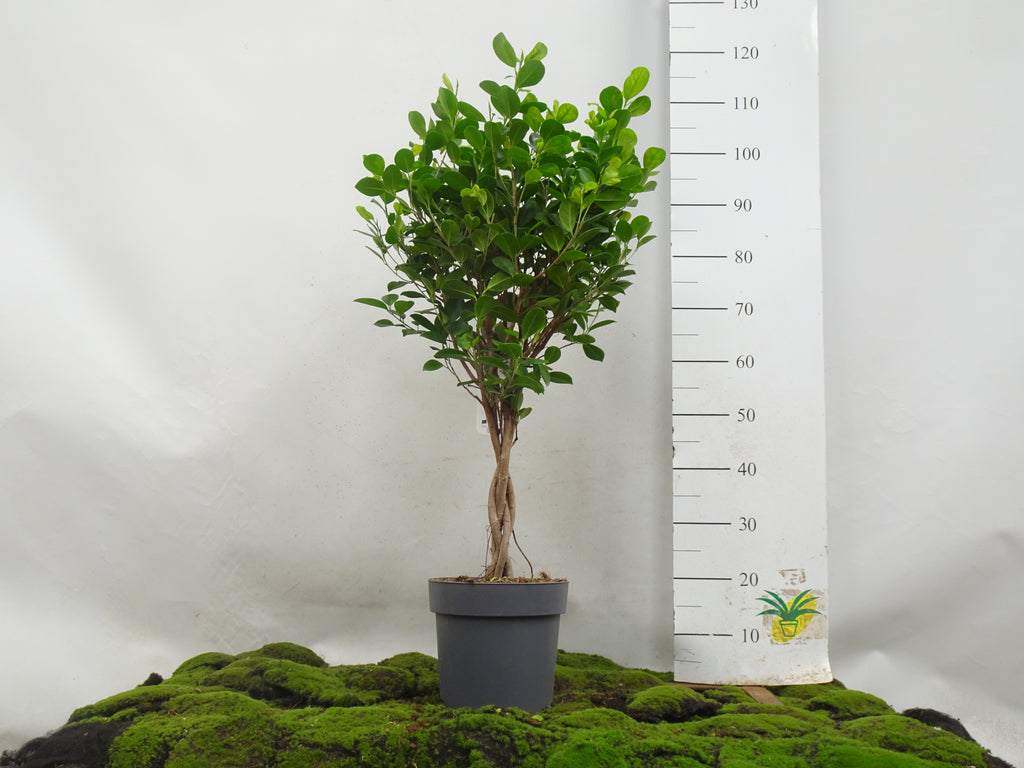 FICUS MOCLAMEN TRENZA M-24