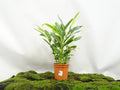 ALPINIA VARIEGATA M-20