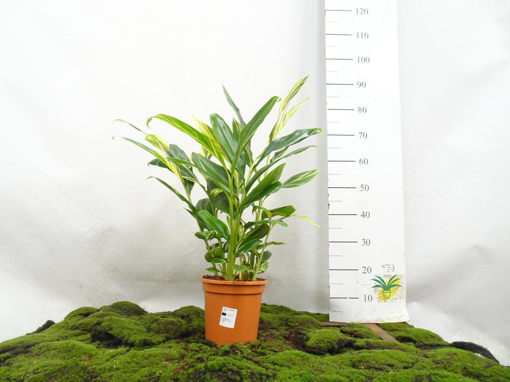 ALPINIA VARIEGATA M-20