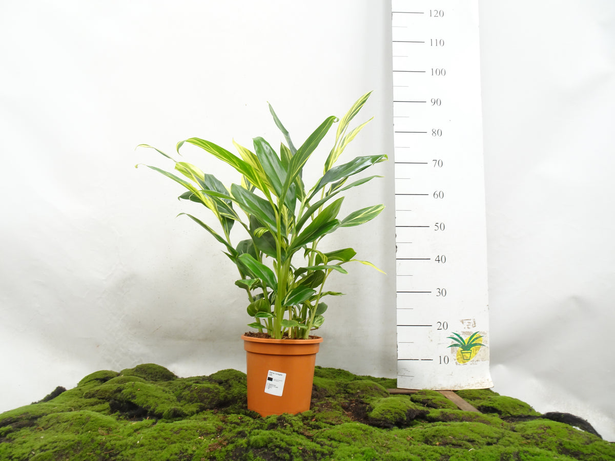 ALPINIA VARIEGATA M-20
