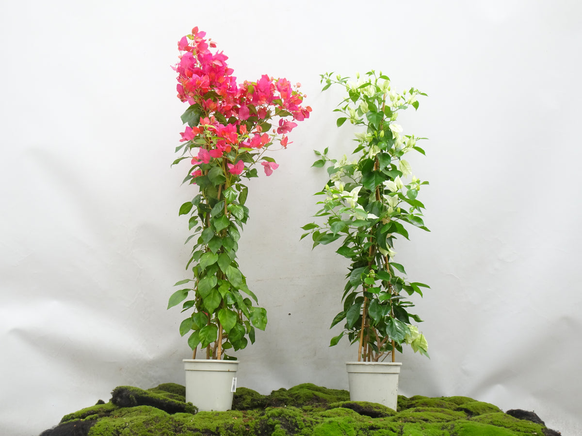 BOUGAINVILLEA PIRÁMIDE M-17 120 CM