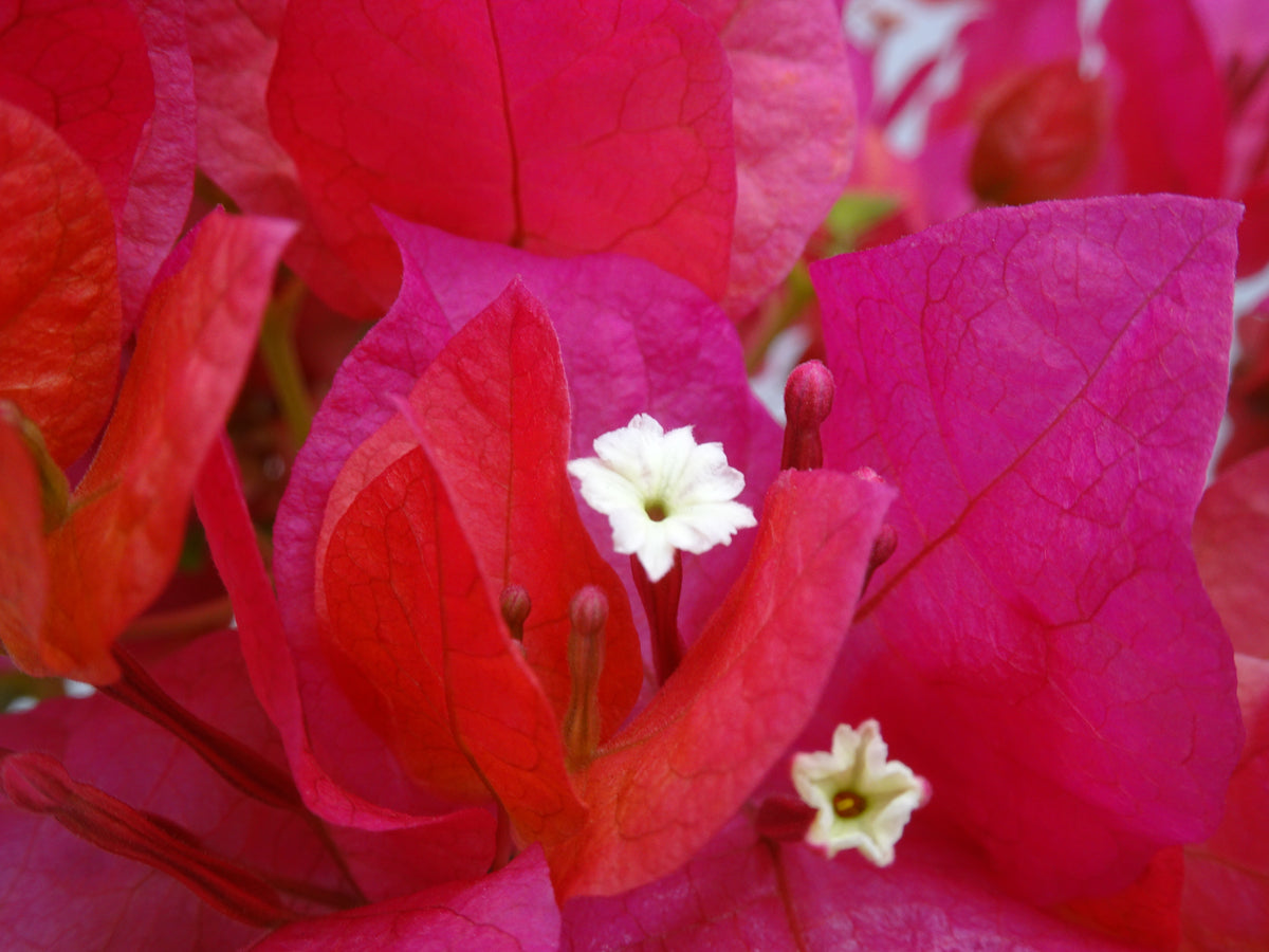 BOUGAINVILLEA PIRÁMIDE M-17 120 CM