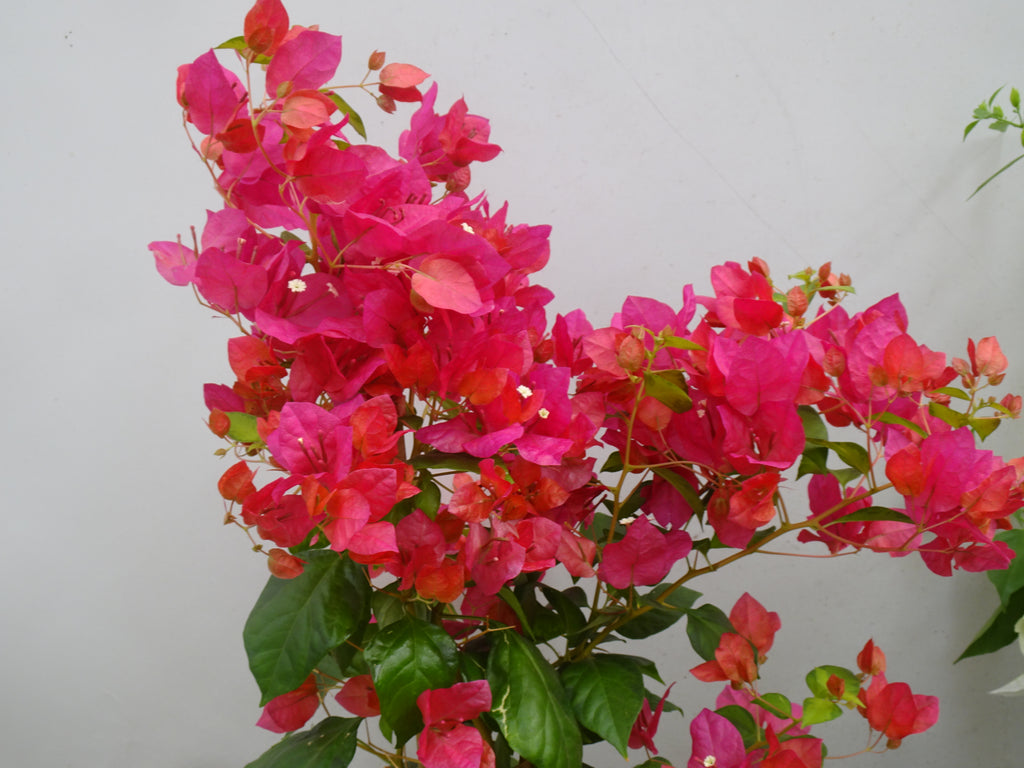 BOUGAINVILLEA PIRÁMIDE M-17 120 CM