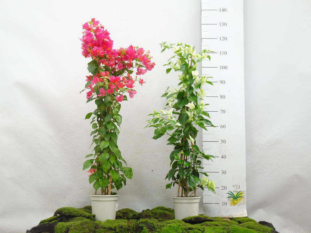 BOUGAINVILLEA PIRÁMIDE M-17 120 CM