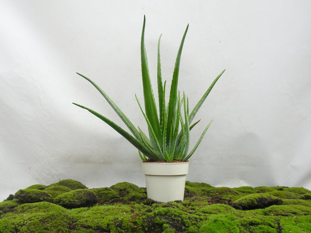 ALOE VERA M-17