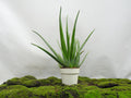 ALOE VERA M-17