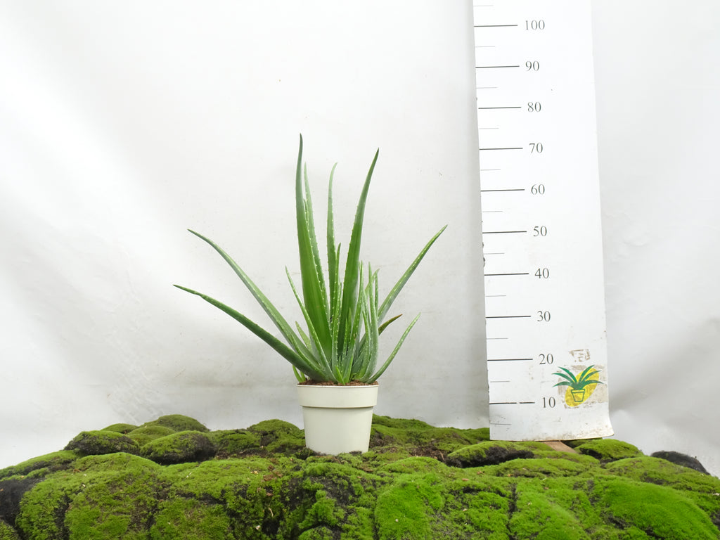 ALOE VERA M-17