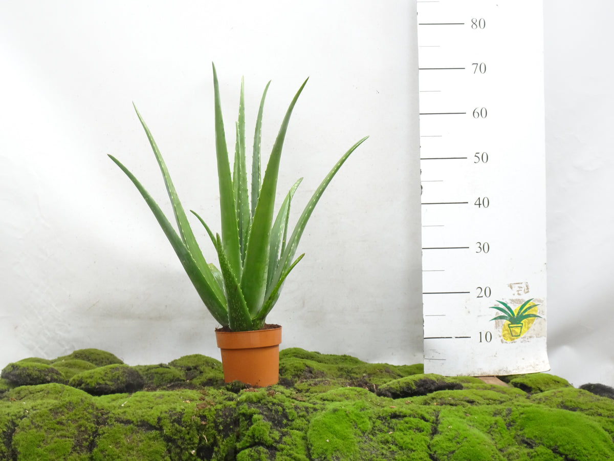 ALOE VERA M-13