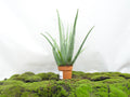 ALOE VERA M-13