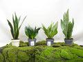 SANSEVIERA MIX M-14