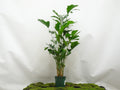 CARYOTA MITIS M-21