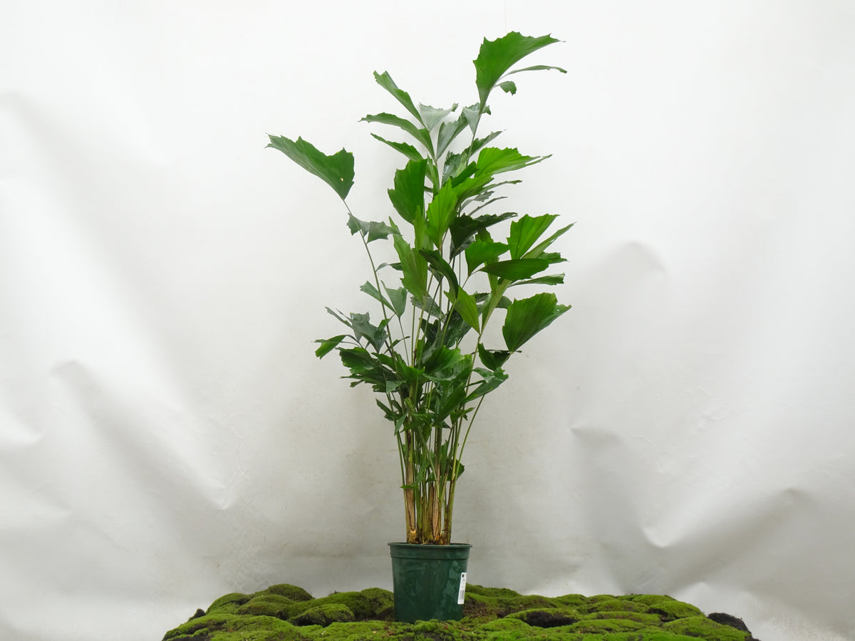 CARYOTA MITIS M-21