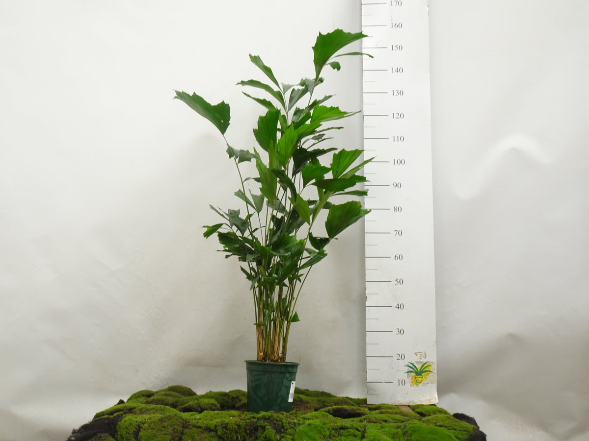 CARYOTA MITIS M-21
