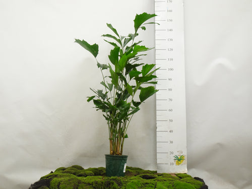 CARYOTA MITIS M-21