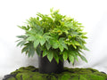 ARALIA SPIDER WEB M-45