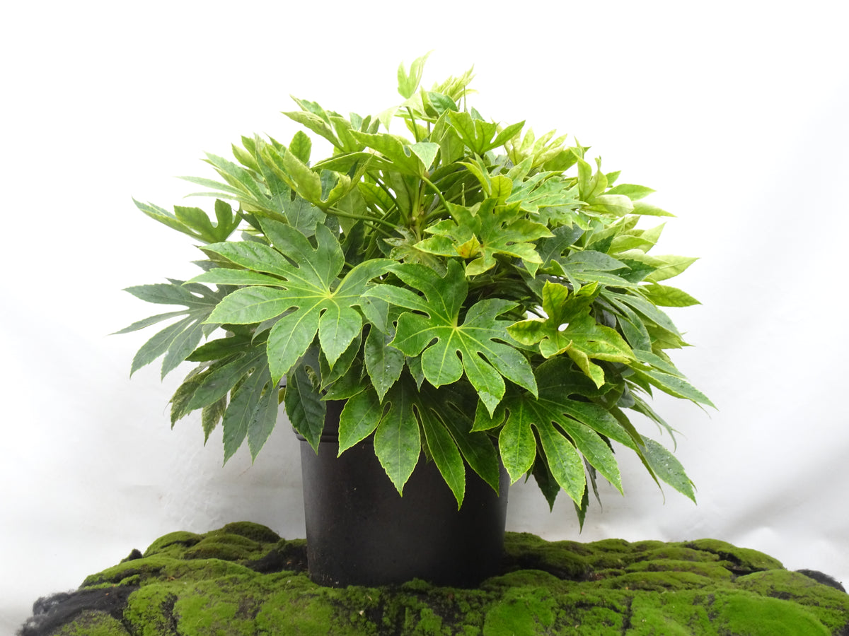 ARALIA SPIDER WEB M-45