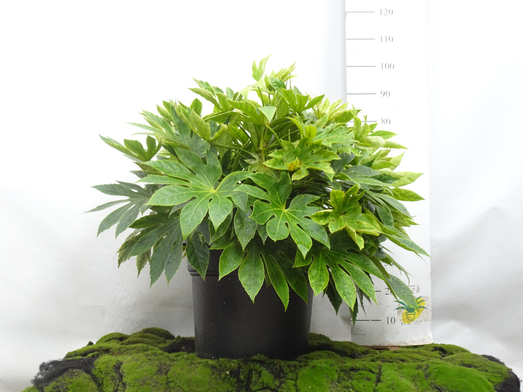 ARALIA SPIDER WEB M-45