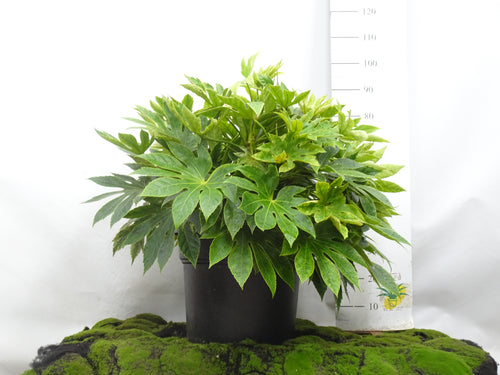 ARALIA SPIDER WEB M-45