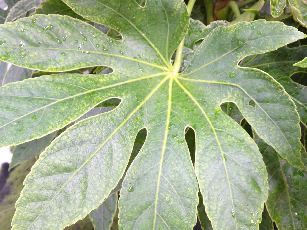 ARALIA SPIDER WEB M-45