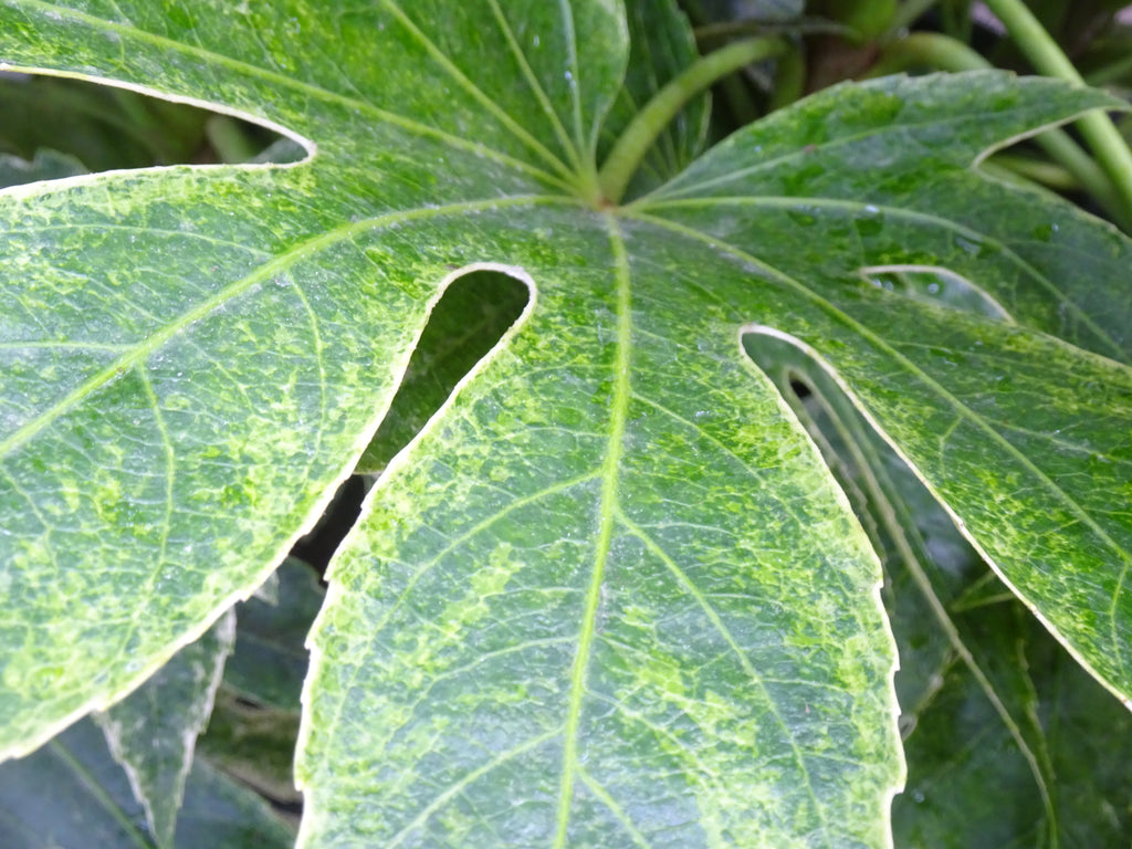 ARALIA SPIDER WEB M-45